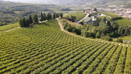 Paesaggio vigneto toscano vicino all'hotel Le Arche a Verona, Italia con cipressi e colline ondulate