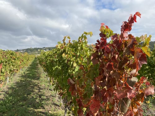 Vignoble d'automne au Cocon De Curson à Chanos-Curson, avec ses ceps rouge vif et vert éclatant