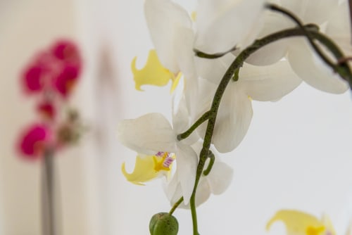 Orchidee bianche con centro giallo che sbocciano su steli verdi, evocando l'eleganza sofisticata di La Conciergerie Capri
