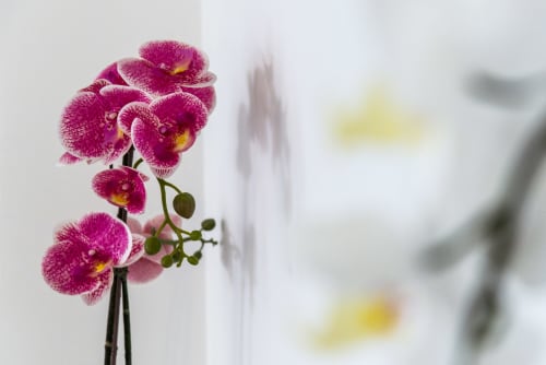 Splendide orchidee fucsia con centro giallo nella lussuosa suite di La Conciergerie Capri, Capri