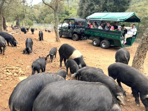 Gli ospiti di Villas Lantana visitano un allevamento di maiali neri a Lecci, Corsica