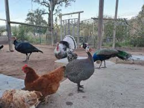 Pavoni e galline vagano liberamente al guesthouse Villas Lantana a Lecci, Corsica