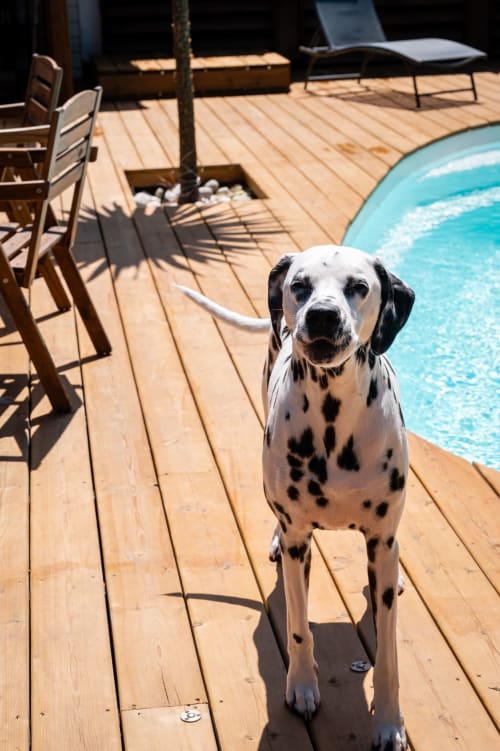 Dalmatian dog on wooden deck by turquoise pool at Villa Eden Bleu, Biscarrosse