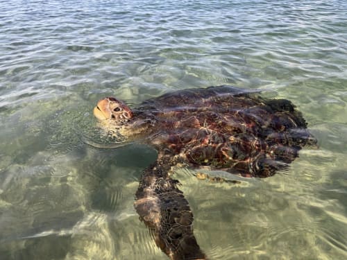Tortue à Anse Dufour