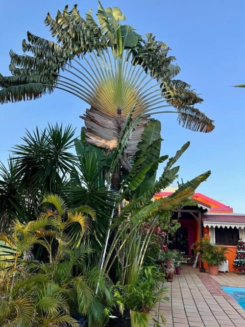 L'arbre du voyageur de la Villa Manguier