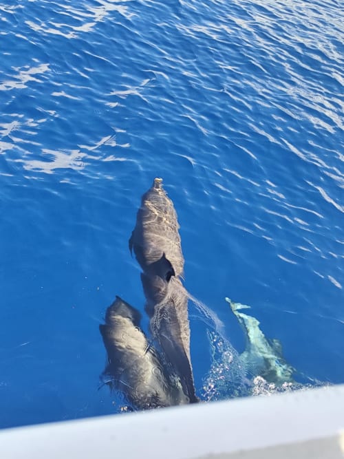 Voir les dauphins lors d'une sortie catamaran