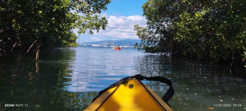 Sortie kayak dans la mangrove Génipa
