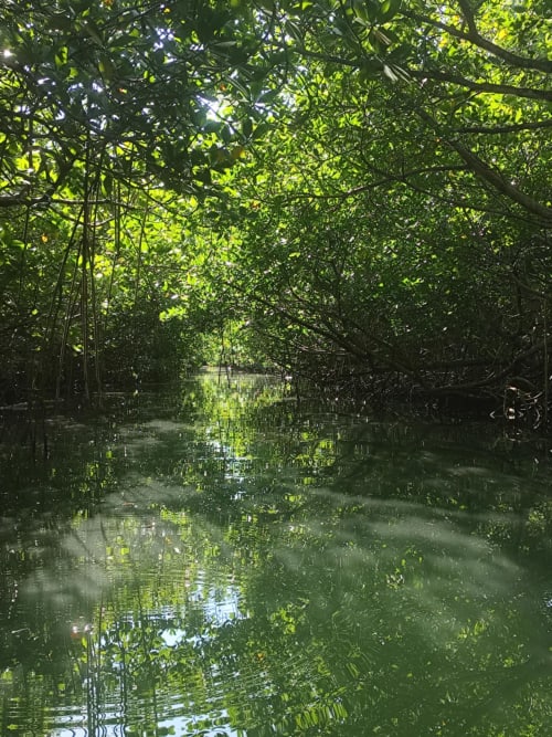 Sortie kayak dans la mangrove Génipa