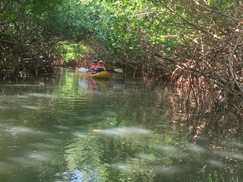 Sortie kayak dans la mangrove Génipa