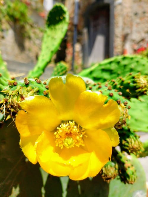 Vivace fiore di cactus giallo in fiore a Casa Fiore del Borgo, Castiglione di Sicilia