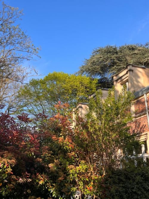 Des arbres centenaires partout autour de la maison