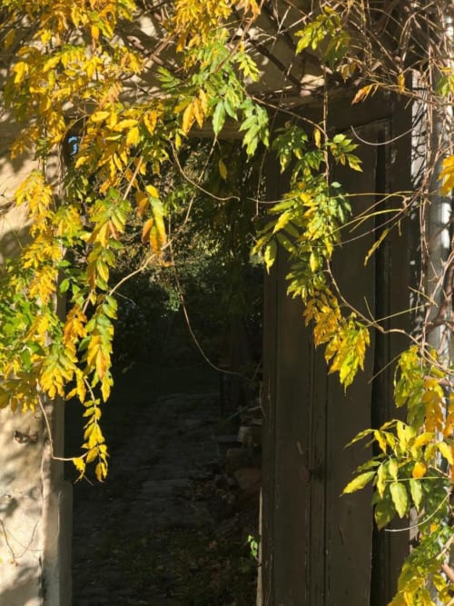 Ancienne porte recouverte de glycine
