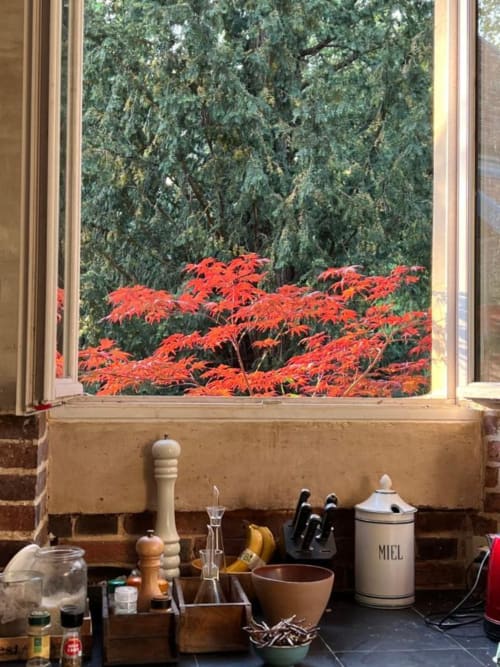 Grande cuisine avec vue sur le parc