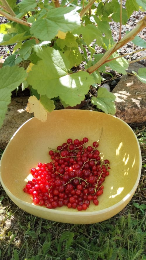 groseilles du potager fraichement cueillies, maison de pagneux, chambres d'hôtes en Beaujolais des Pierres dorées