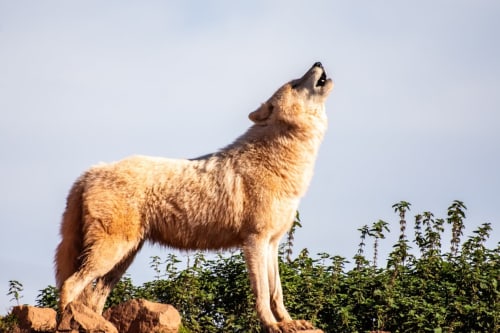 Loup de la colline aux Marmottes, à 10 minutes de ombredelatour.fr