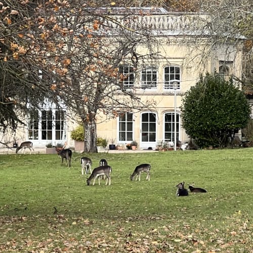 Le parc et les daims