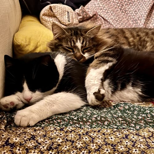 les chats