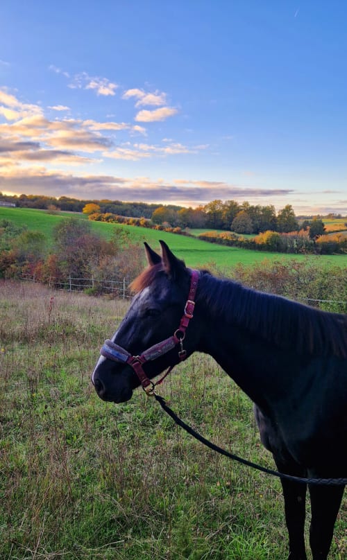 Cheval noir avec licol bordeaux dans la prairie de Fossemagne au coucher du soleil, Les Granges Indigo