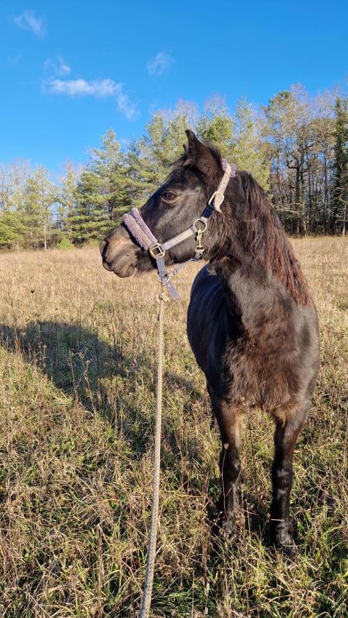 Cheval brun foncé avec licol dans le pâturage aux Granges Indigo, Fossemagne, France