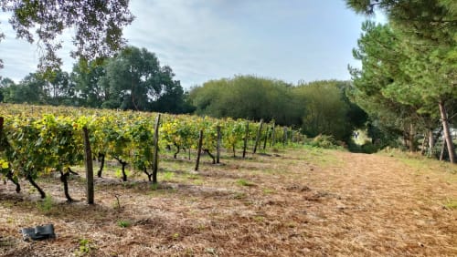 visite domaine viticole expérience