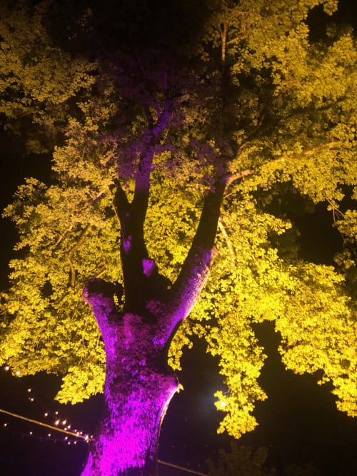 Árbol ginkgo iluminado con luces doradas y púrpuras por la noche, Domaine de l'Ocrerie en Pourrain