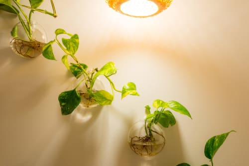 Un dettaglio dell'entrata, che fanno sentire quanto e' viva l'energia di questo appartamento, ricorda di riportare attenzione e luce alle radici per riscoprire l'amore profondo