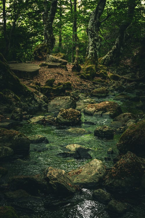 Arroyo del bosque con rocas cubiertas de musgo y árboles en Casa Rural Sensaciones, Cuevas de Viñayo