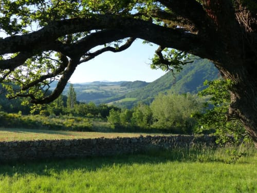 Countryside view from L'Amiradou B&B near Félines-sur-Rimandoule showing rolling hills, ancient tree, and stone wall