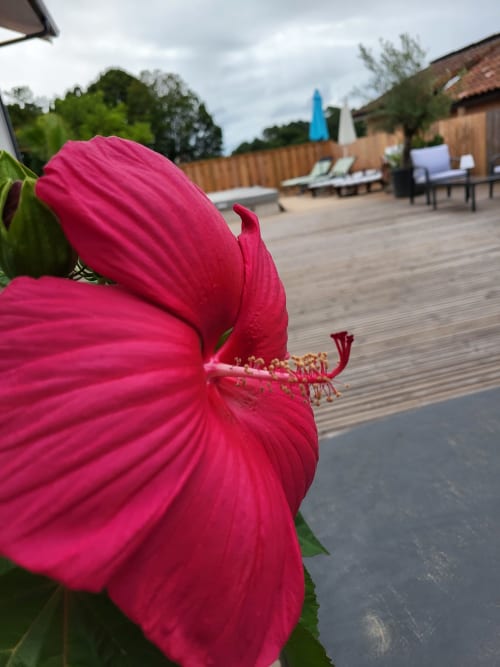 Hibiscus rose éclatant surplombant la terrasse en bois de la maison d'hôtes Les Logis d'Argent à Mimizan