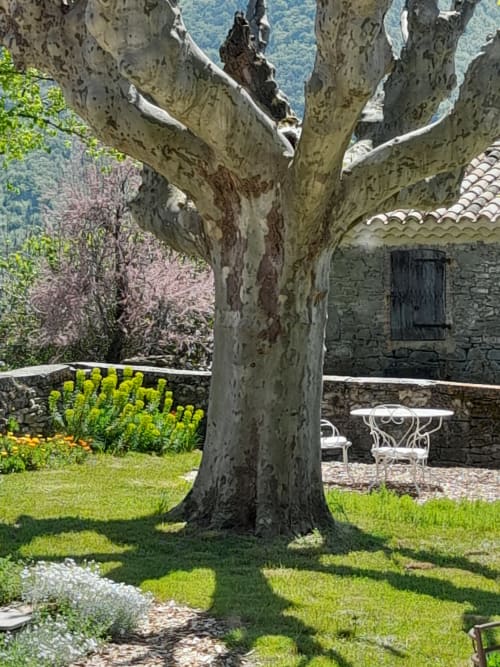 Ancient plane tree in L'Amiradou courtyard, Félines-sur-Rimandoule, with stone building and garden seating
