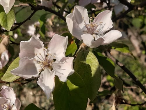 White blossoms with green leaves at L'Amiradou B&B in Félines-sur-Rimandoule