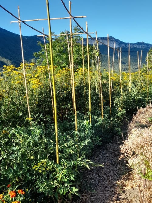 Vegetable garden with bamboo trellises at L'Amiradou B&B in Félines-sur-Rimandoule, French countryside