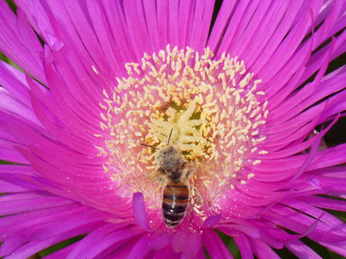 Bee pollinating bright magenta flower, L'Amiradou bed and breakfast, Félines-sur-Rimandoule
