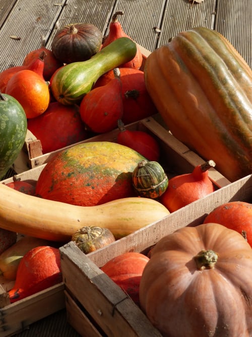 Autumn harvest vegetables in wooden crates at L' Amiradou, Félines-sur-Rimandoule