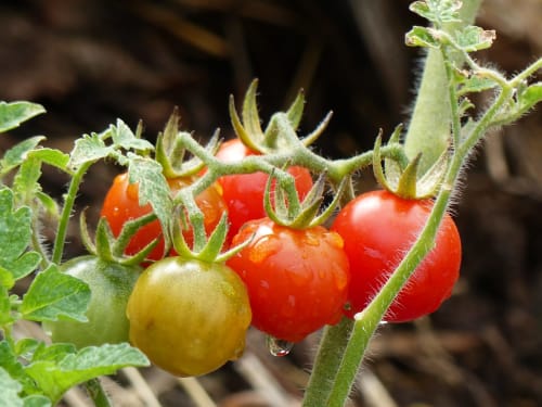 Ripe red tomatoes growing on vine at L' Amiradou B&B in Félines-sur-Rimandoule, France