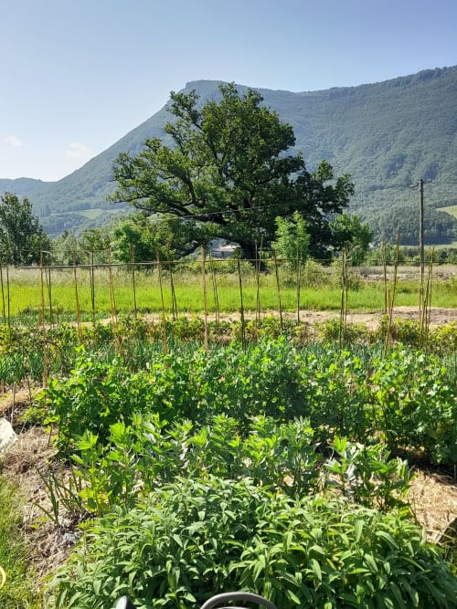 Vegetable garden at L'Amiradou B&B with mountain views in Félines-sur-Rimandoule, France