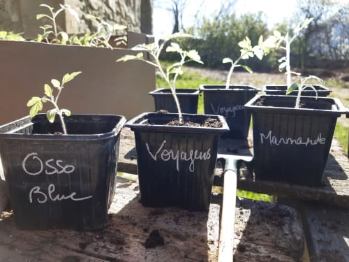Young tomato seedlings labeled Osso Blue, Voyageus, and Marmande in black pots at L'Amiradou B&B garden,