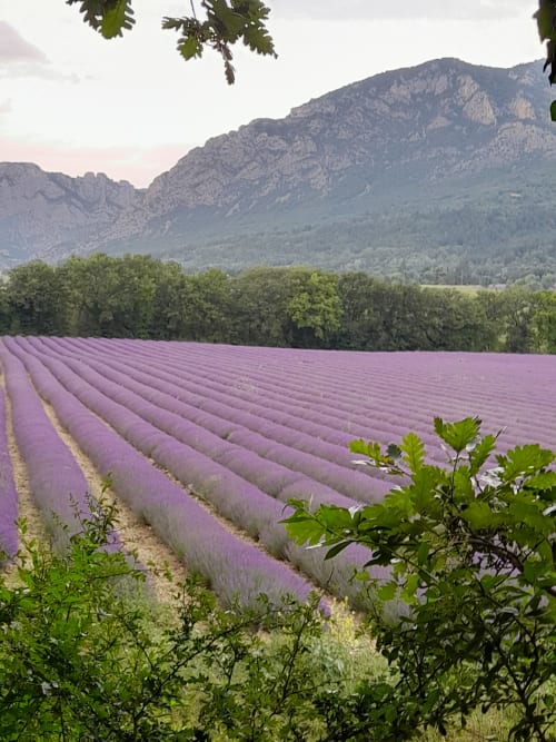 Purple lavender field with mountains and green trees at L'Amiradou B&B, Félines-sur-Rimandoule, France