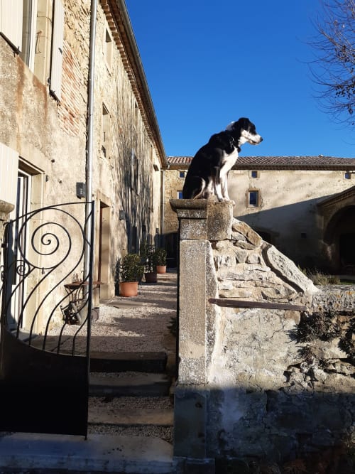 Black and white dog perched on stone pedestal at L'Amiradou BnB in Félines-sur-Rimandoule, France