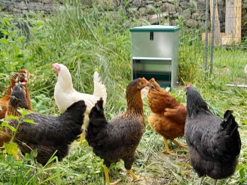 Chickens in garden at L'Amiradou B&B, Félines-sur-Rimandoule, France
