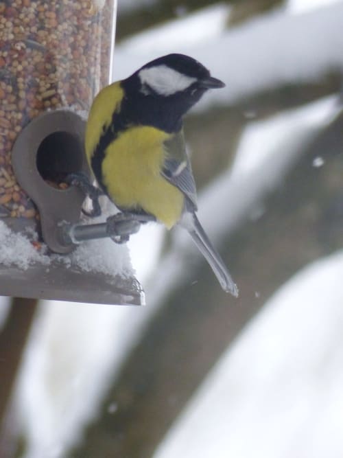 Great tit perched on bird feeder at L'Amiradou bed and breakfast in Félines-sur-Rimandoule, France
