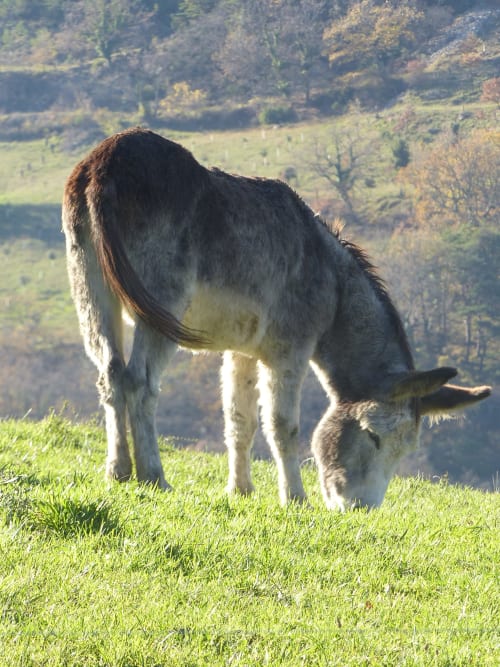 Goat grazing on green grass overlooking scenic French countryside at L'Amiradou B&B, Félines-sur-Rimandoule