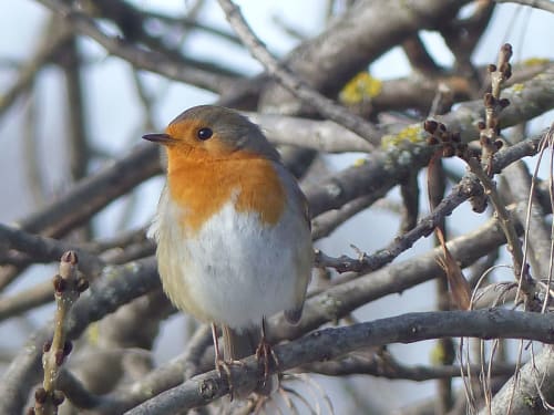 Robin perched on branch at L'Amiradou B&B in Félines-sur-Rimandoule, France