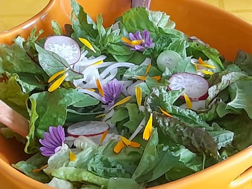 Salade de fleurs comestibles aux coloris pourpres et blancs au gîte L'Amiradou à Félines-sur-Rimandoule, France