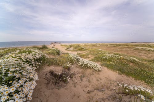 Dune di sabbia costiera con fiori bianchi affacciati sul Mar Adriatico vicino ad Atessa, Abruzzo, Italia