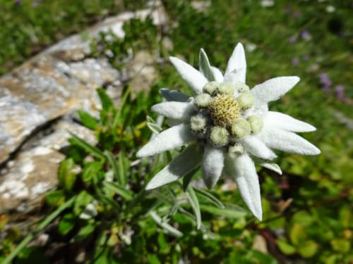 White edelweiss flower blooming in alpine garden at La Maison De L'Épine, Aime la Plagne