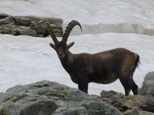 Alpine ibex standing on rocky shore with snowy mountains at Aime la Plagne
