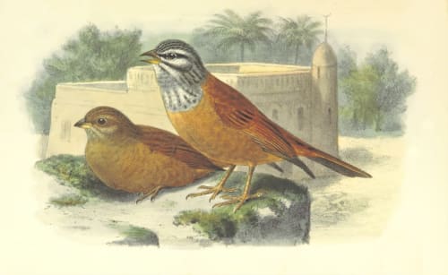 Two birds perched near a whitewashed fort with palm trees, evoking the coastal charm of Isigny-sur-Mer