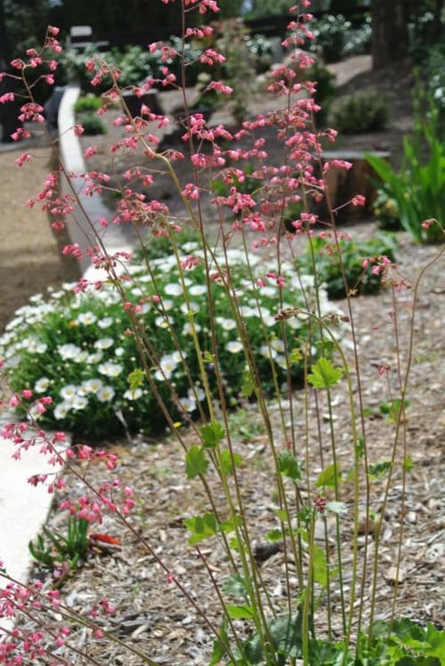 Plantes à fleurs roses et pâquerettes blanches dans le jardin de la Résidence Hôtelière CARPE DIEM à Lorgues
