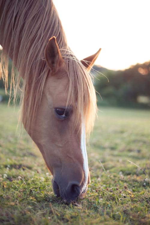 Les chevaux du domaine. Calvados. Pépiite